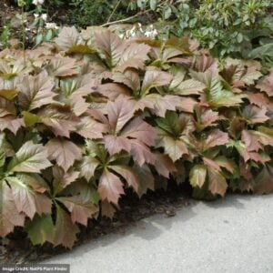 Rodgersia (Podophylla) – #1 Container