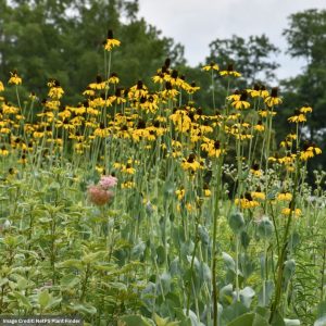 Giant Coneflower (Rudbeckia) – Maxima – #1 Container