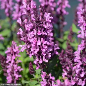Meadow Sage (Salvia Nemorosa) – Midnight Rose – #1 Container