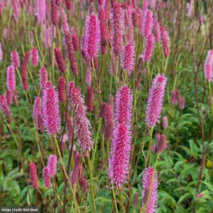Burnet (Sanguisorba) – Blackthorn – #1 Container