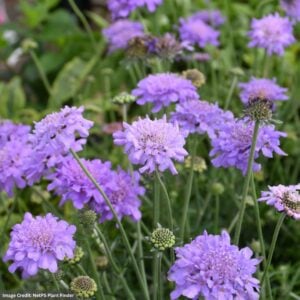 Dwarf Pincushion Flower – Flutter™ Deep Blue – #1 Container