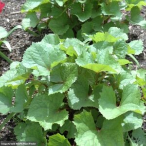 Rayflower (Ligularia) – Little Lantern – #1 Container