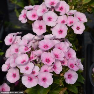 Garden Phlox – Baby Doll Pink – #1 Container