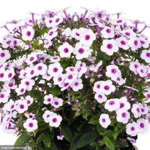 Garden Phlox – Early Blush Pop – #1 Container