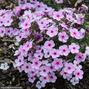 Garden Phlox – Early® Lavender Pop – #1 Container
