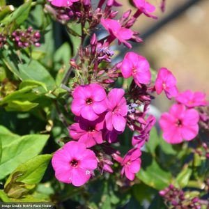 Garden Phlox – Early® Magenta – #1 Container