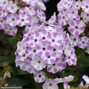 Garden Phlox – Flame® Lilac Star – #1 Container