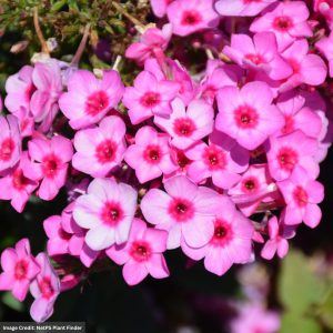 Garden Phlox – Flame® Pro Pink Pop – #1 Container