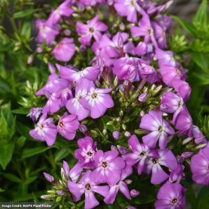 Tall Garden Phlox – Flame® Pro Violet Charm – #1 Container