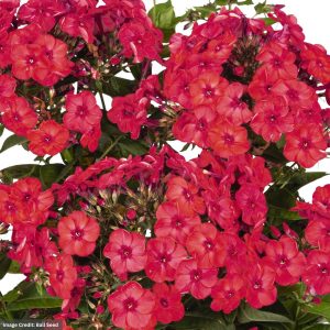 Garden Phlox (Phlox paniculata) – Flame® Watermelon – #1 Container
