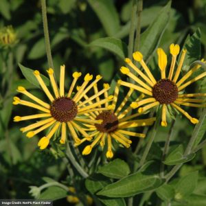 Coneflower (Rudbeckia) – Henry Eilers – #1 Container