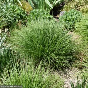 Autumn Moor Grass (Sesleria Autumnalis) – #1 Container