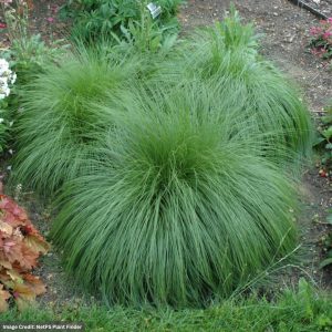 Prairie Dropseed (Sporobolus Heterolepsis) – #1 Container