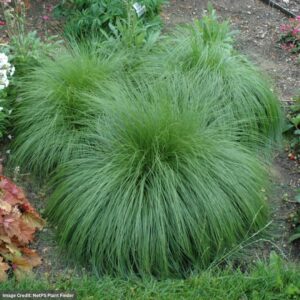 Prairie Dropseed (Sporobolus Heterolepsis) – #1 Container
