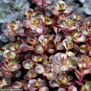 Stonecrop (Sedum) – Voodoo – 1 Qt Container