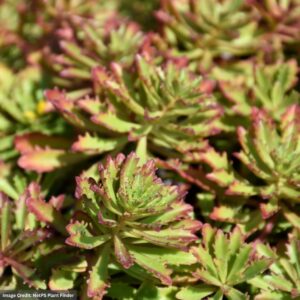 Stonecrop (Sedum) – Weihenstephaner Gold – 1 Qt Container