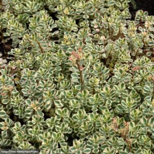 Stonecrop (Sedum) – What A Doozie – 1 Qt Container