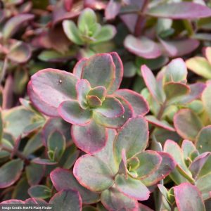 Stonecrop (Sedum) – Sunsparkler® Wildfire – #1 Container