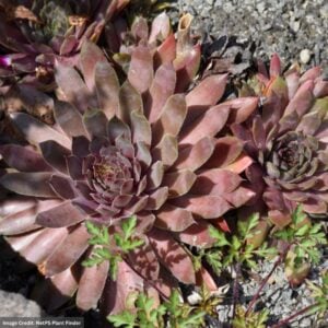 Hens And Chicks (Sempervivum) – Kalinda – 1 Qt Container