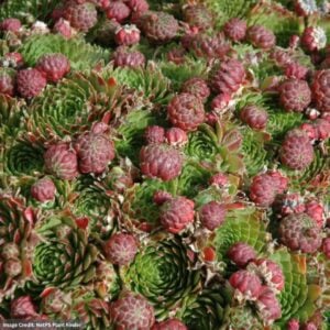 Hens And Chicks (Sempervivum) – Red Beauty – 1 Qt Container