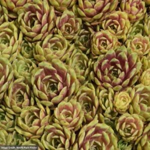 Hens And Chicks (Sempervivum) – Ruby Heart – 1 Qt Container