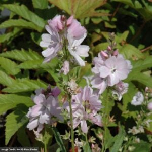 Prairie Mallow (Sidalcea) – Elsie Heugh – #1 Container