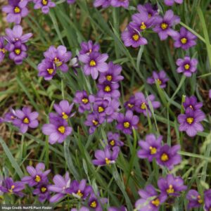 Blue Eyed Grass (Sisyrinchium angustifolium) – Lucerne – #1 Container