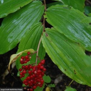 False Solomon’s Seal (Smilacina Racemosa) – #1 Container