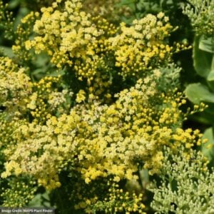 Goldenrod (Solidago Dansolitlem) – Little Lemon – #1 Container