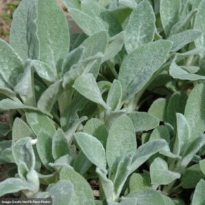 Lamb’s Ears (Stachys) – Helen Von Stein – #1 Container