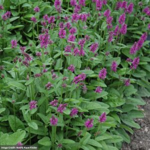 Betony (Stachys Monnieri) – Hummelo – #1 Container