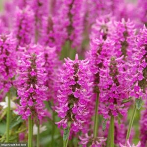 Betony (Stachys) – Summer Romance – #1 Container