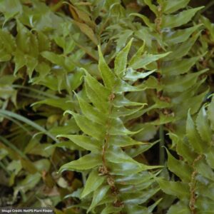Japanese Beech Fern (Thelypteris Decursive Pinnata) – #1 Container