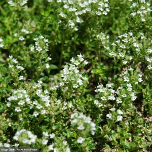 White Moss Thyme (Thymus Albus) – 1 Qt Container