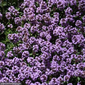 Creeping Thyme (Thymus Praecox) – Pink Chintz – 1 Qt Container