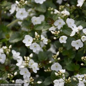 Speedwell (Veronica) – Whitewater – 1 Qt Container