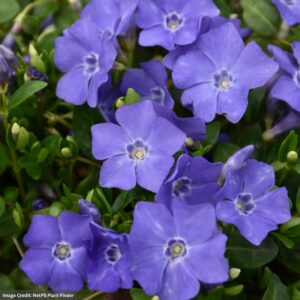 Periwinkle (Vinca Minor) – Bowles – #1 Container