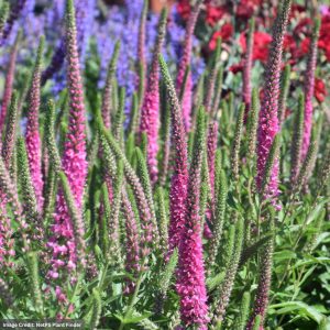 Spike Speedwell (Veronica Spicata) – Red Fox – #1 Container