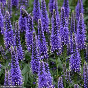 Long-leaf Speedwell (Veronica) – Skyward Blue – #1 Container