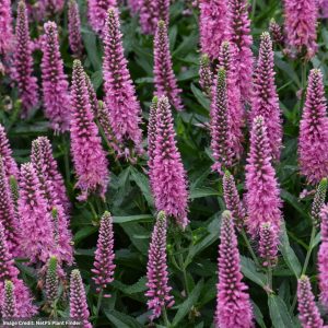 Long-leaf Speedwell (Veronica) – Skyward Pink – #1 Container