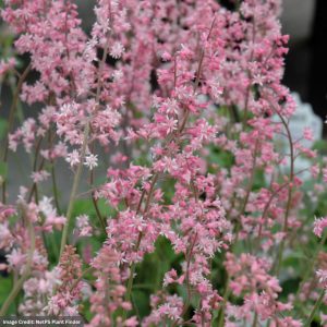 Foam Flower (Tiarella Cordifolia) – Oakleaf – #1 Container