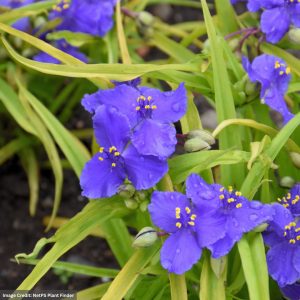 Spiderwort (Tradescantia) – Sweet Kate – #1 Container