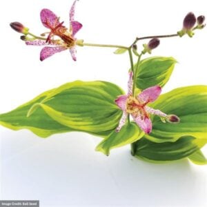 Toad Lily (Tricyrtis) – Samurai – #1 Container