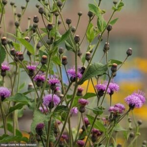 Ironweed (Vernonia Glauca) – Upland – #1 Container
