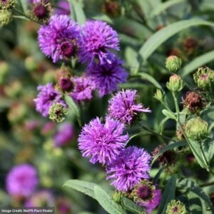 Ironweed New York (Vernonia Noveboracensis) – #1 Container