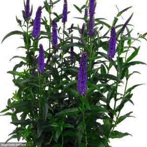 Speedwell (Veronica) – Candela Purple – #1 Container