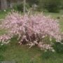 Almond – Pink Flowering – #3 Container