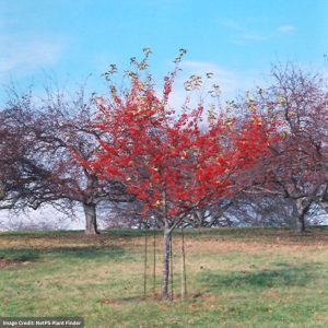 Crabapple – Red Jewel – #7 Container