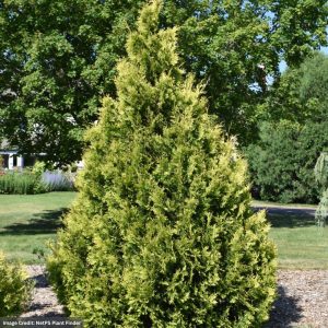 Arborvitae – Yellow Ribbon – 4.5-5ft – B&B
