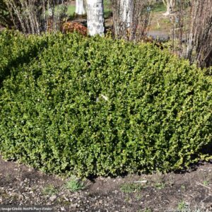 Boxwood – Winter Gem – #3 Container